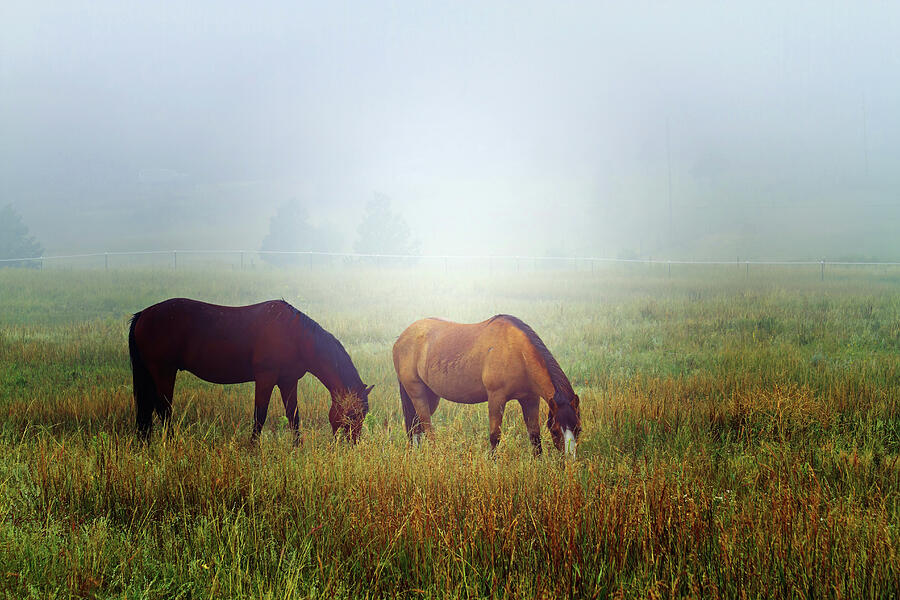 Foggy Morning Grazing Photograph by Alana Thrower