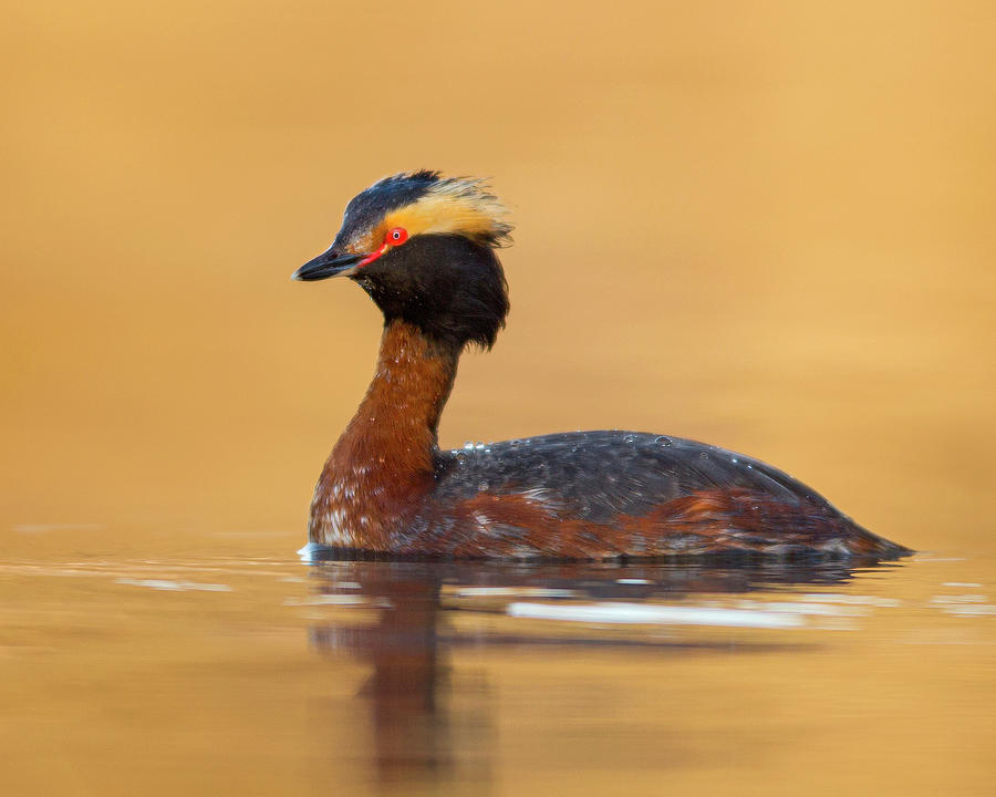 Foggy Morning Grebe Photograph by Timothy McIntyre