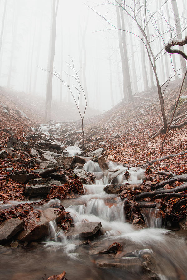 Foggy morning in a deciduous forest Photograph by Vaclav Sonnek