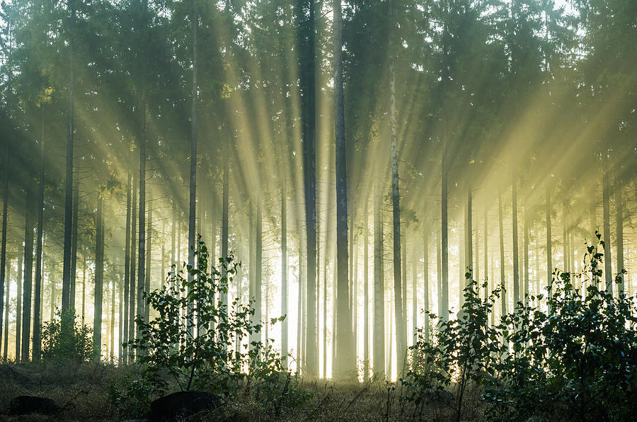 Foggy morning in a spruce forest with strong sunbeams Photograph by Sabine Hortebusch
