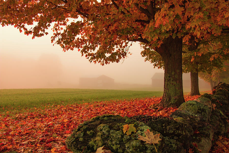Foggy Morning In Autumn Photograph