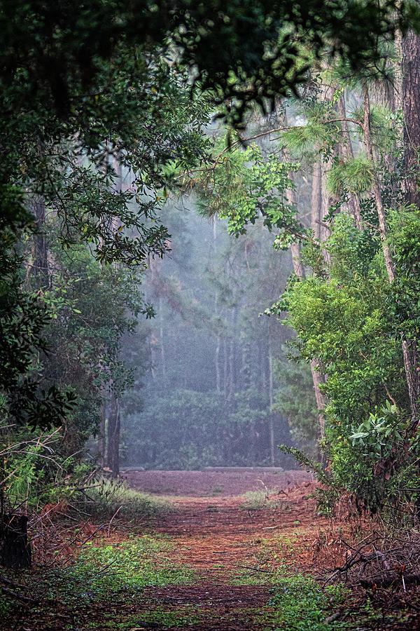 Foggy Morning in Emerald Isle Woods Photograph by Bob Decker