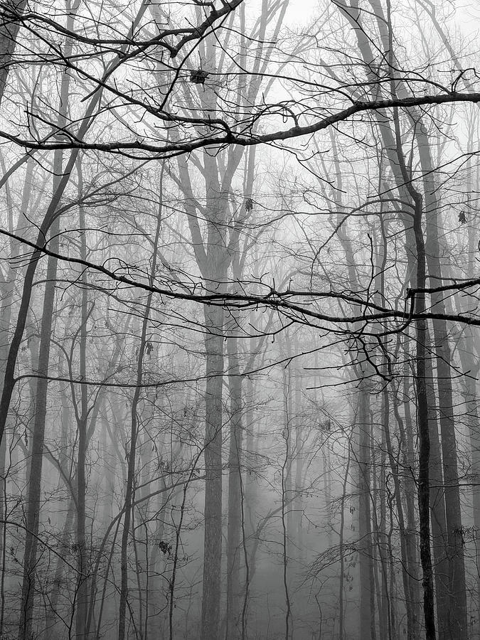 Foggy Morning In The Forest In Monotone Photograph by Alex Grichenko
