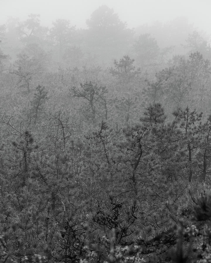 Foggy Morning In the Pygmy PInes BW Photograph by Kristia Adams