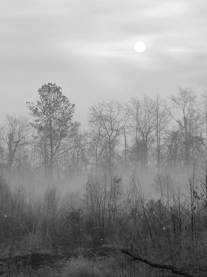 Foggy Morning in the Swamp Photograph by Mike McGlothlen