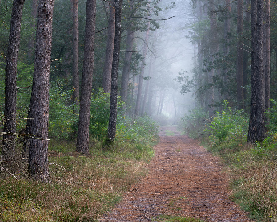 Foggy morning in the woods near Otterlo Photograph by Anges Van der Logt