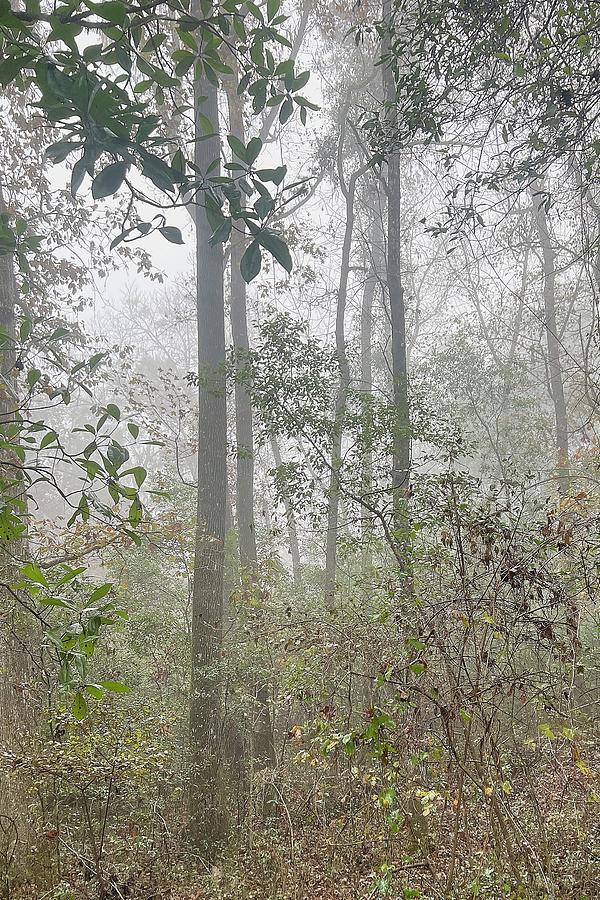 Foggy Morning In The Woods Photograph