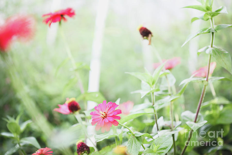 Flower Photograph - Foggy Morning in the Zinnia Garden by Stephanie Frey