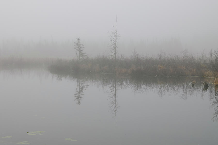 Foggy morning Photograph by Jan Luit