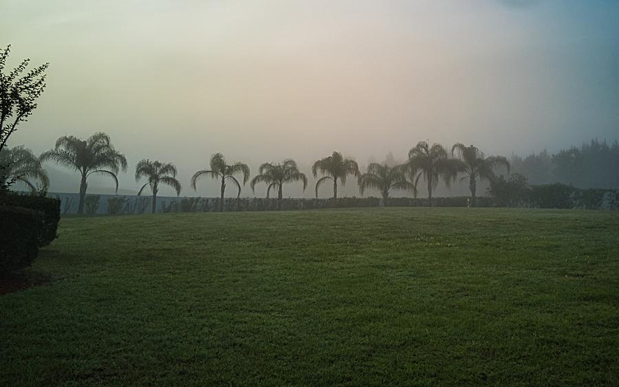 Foggy Morning Palms Photograph by Portia Olaughlin