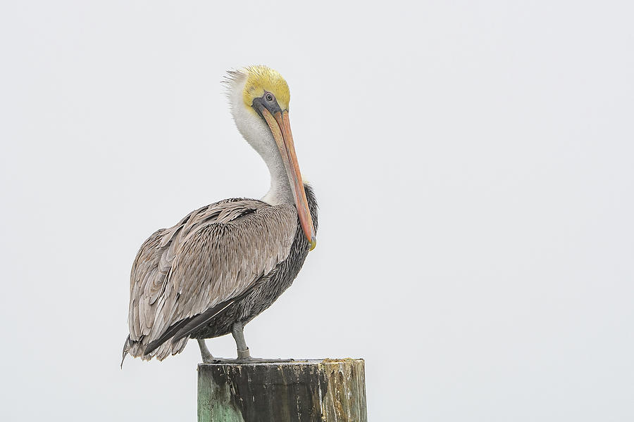 Pelican Photograph - Foggy Morning Pelican by Fon Denton