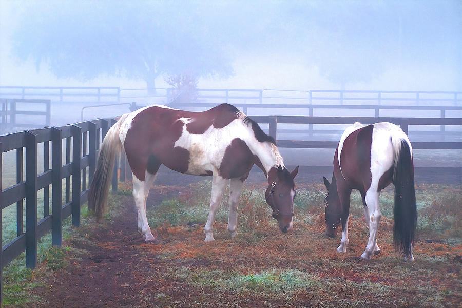 Foggy Morning Pintos Photograph by Jerry Griffin