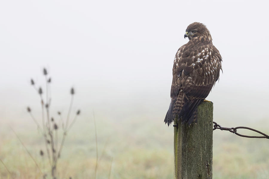 Foggy Morning Red Tail Hawk Photograph by Wes and Dotty Weber