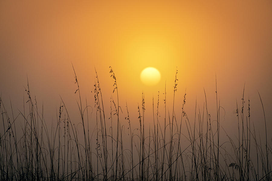 Foggy Morning Sunrise Photograph by Allen Carroll
