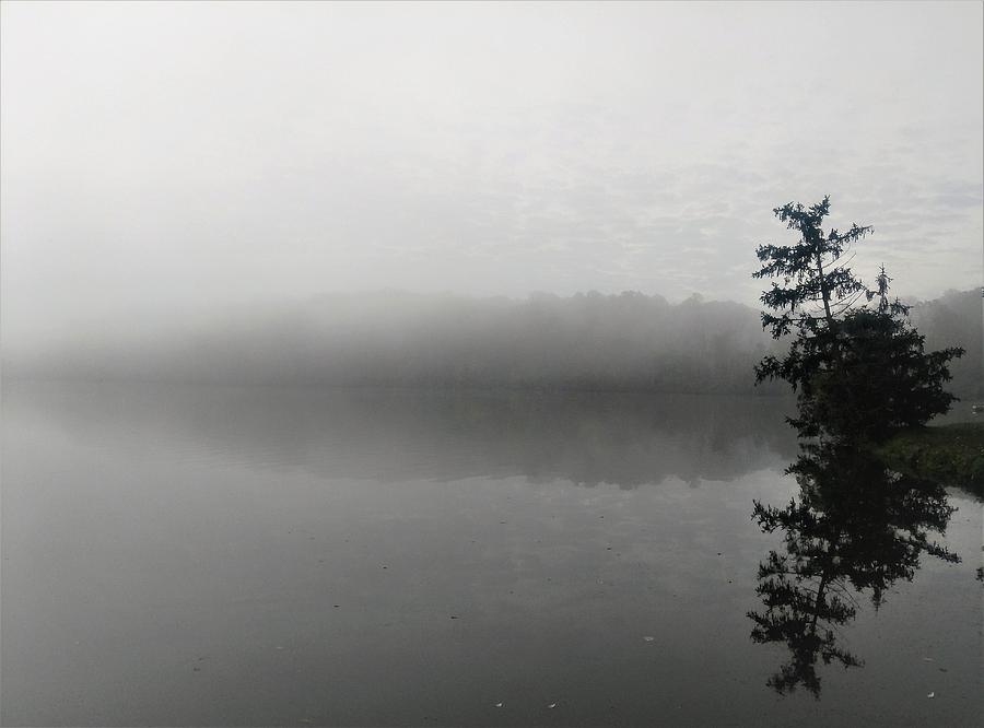 Foggy Morning Tree Photograph by Brad Nellis