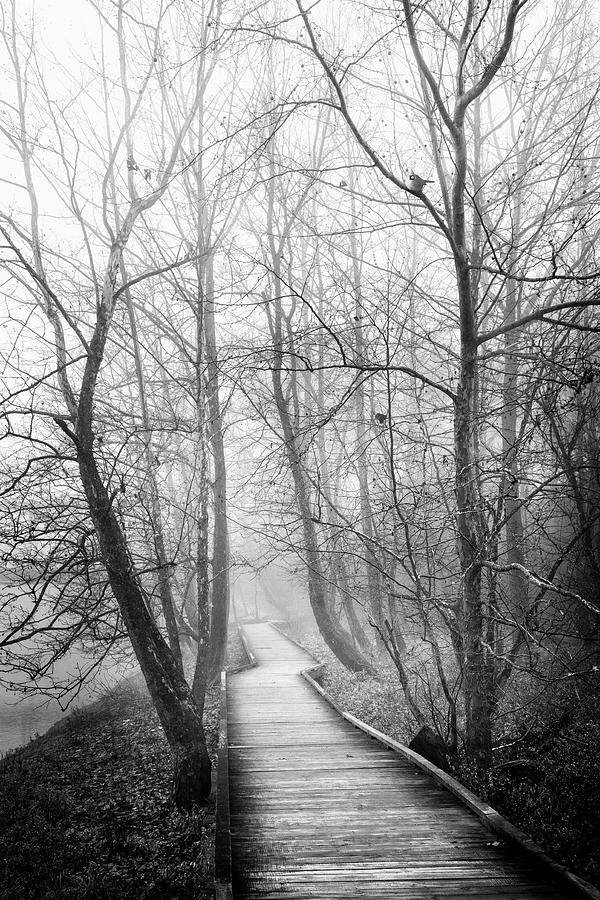 Foggy Morning Walk Black and White Photograph by Debra and Dave Vanderlaan