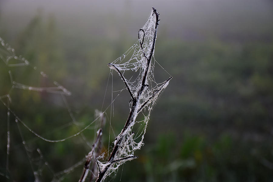  Foggy Morning Web Photograph by Christopher Mercer