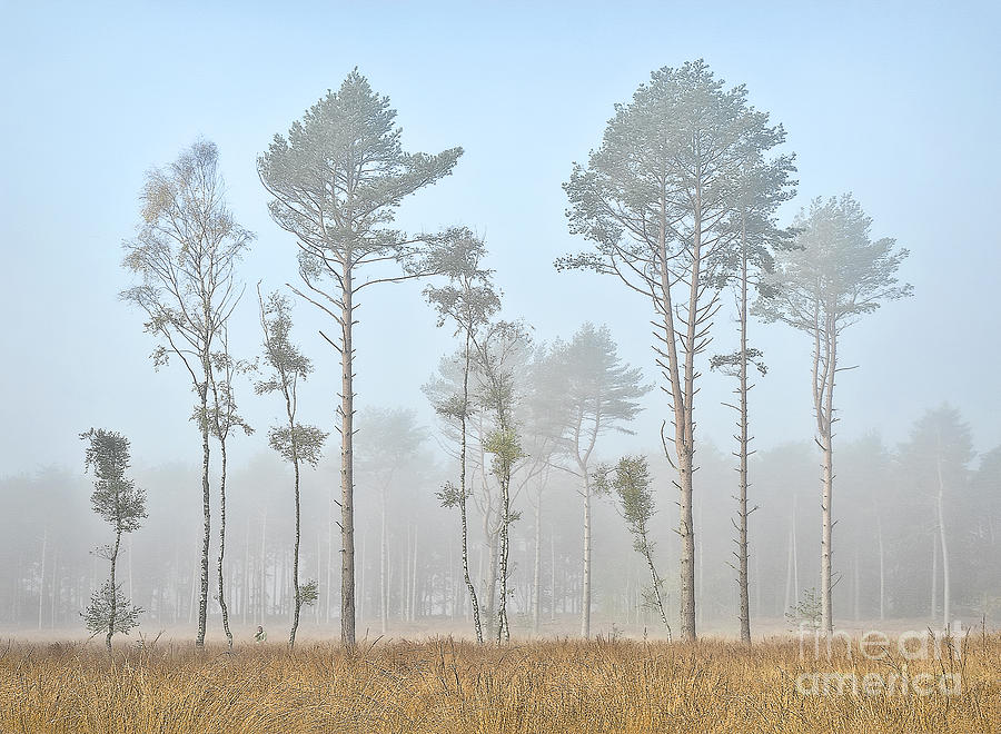 Foggy Morning Wonderland, Autumn Beauty Horsford Near Norwich Uk  Photograph by Tatiana Bogracheva