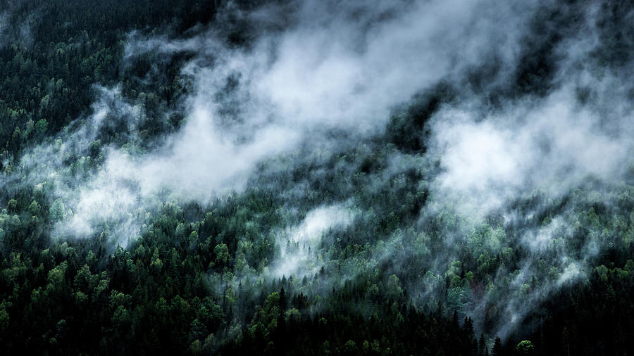Tree Photograph - Foggy Mornings in the Mountains by Nicklas Gustafsson
