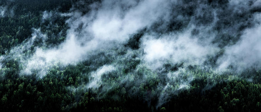 Tree Photograph - Foggy Mornings Panorama by Nicklas Gustafsson