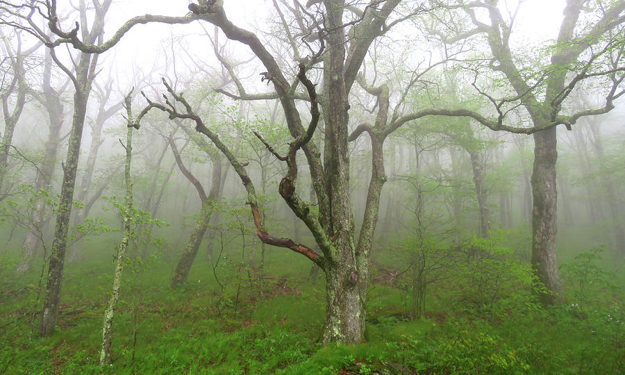 Foggy Mountain Forest Photograph by Joshua Bales