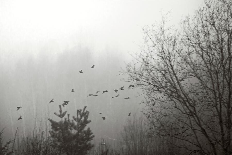 Foggy Night Flight Mixed Media by Sue Capuano Foggy Night Flight Mixed Media by Sue Capuano