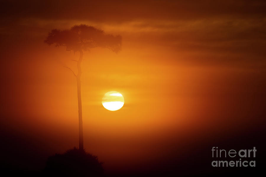 Foggy Osceola Sunrise Photograph by Tom Claud