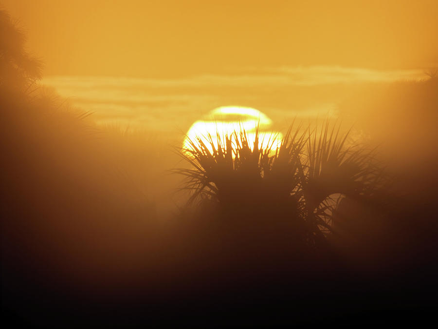 Foggy Palm Sunrise Photograph by Ron Dubin