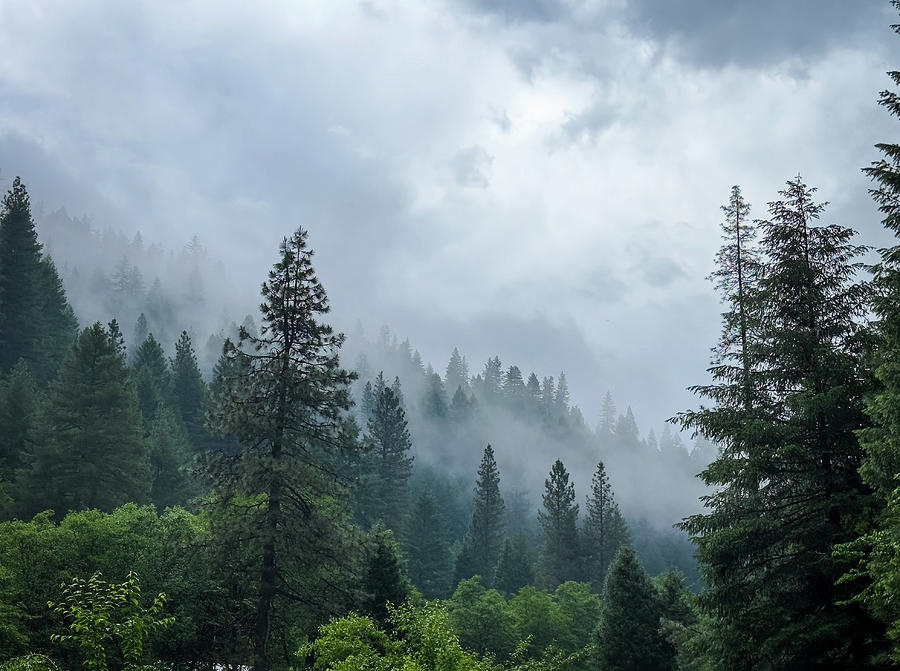Foggy Pine Forest Photograph by Monica Hughes Foggy Pine Forest Photograph by Monica Hughes