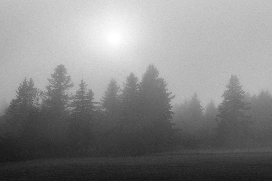 Foggy Pines, Cutler Photograph