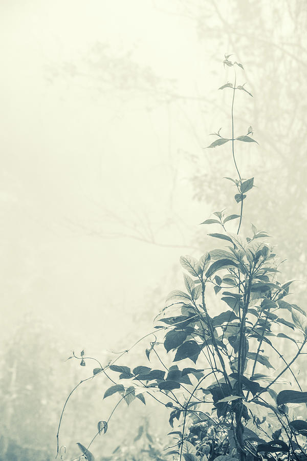 Foggy Plant Photograph by Shuwen Wu