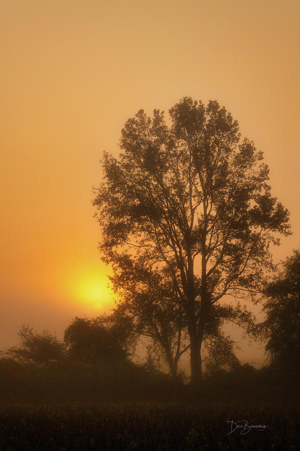 Foggy Pocosin Sunrise 6683 Photograph by Dan Beauvais