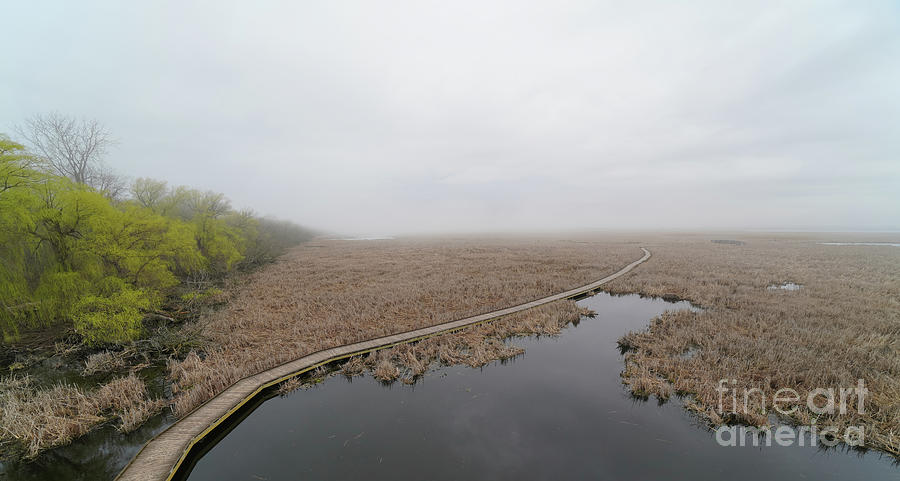 Foggy Point Pelee Marsh Photograph by Rachel Cohen