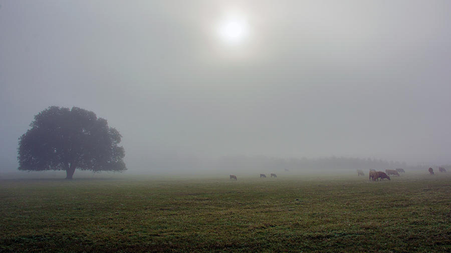 Hill Country Fog - Gillespie County, TX Photograph by Joe Houde