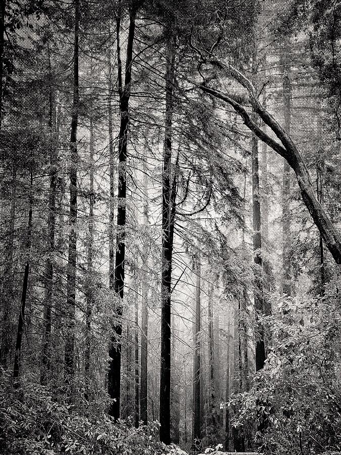 Foggy Redwood Forest Bw Mixed Media