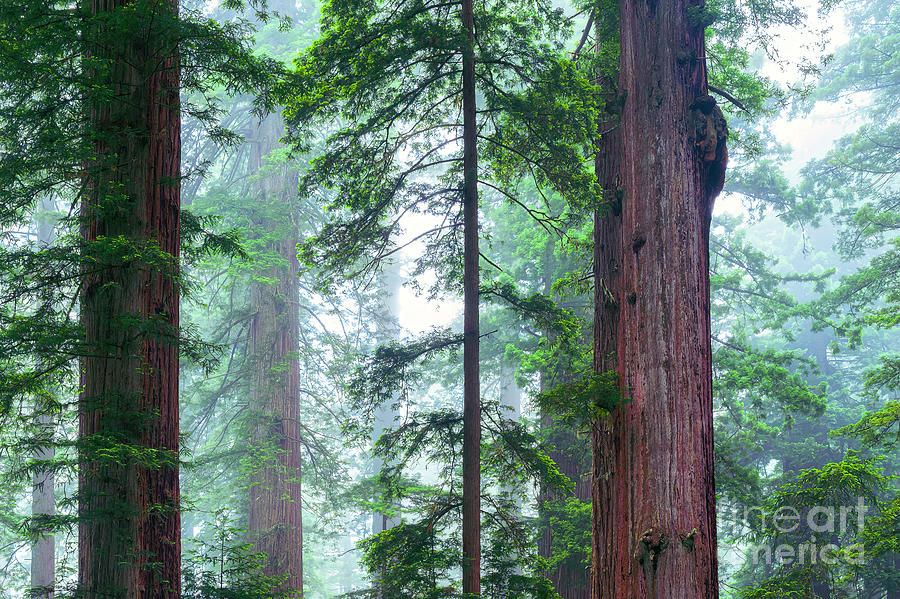 Foggy Redwood Forest TR10655 Photograph by Mark Graf