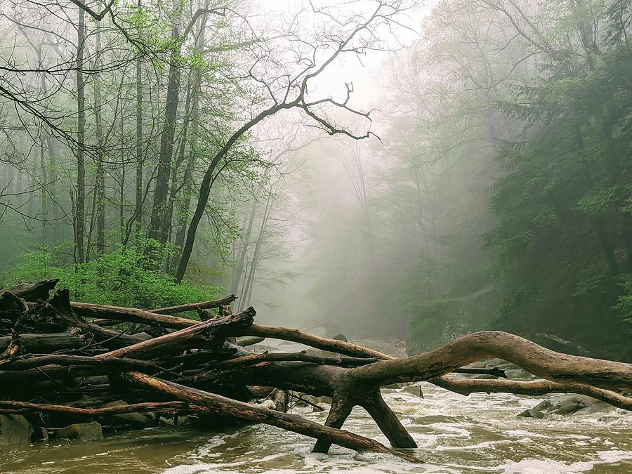 Foggy River Photograph by Brad Nellis