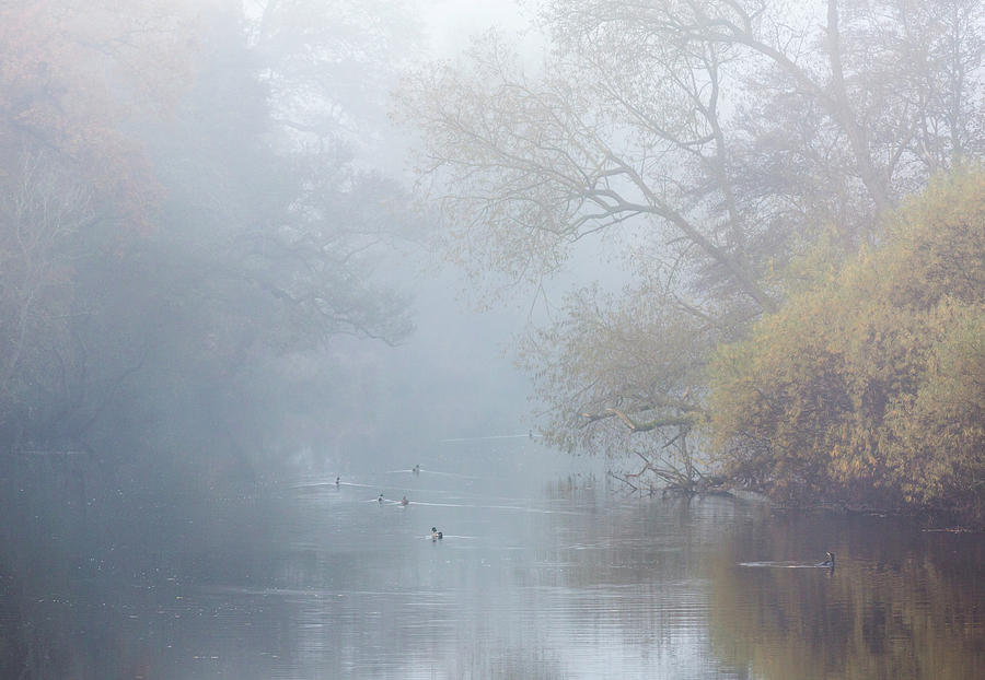 Foggy river with ducks and cormorant in Autumn Photograph by Anita Nicholson