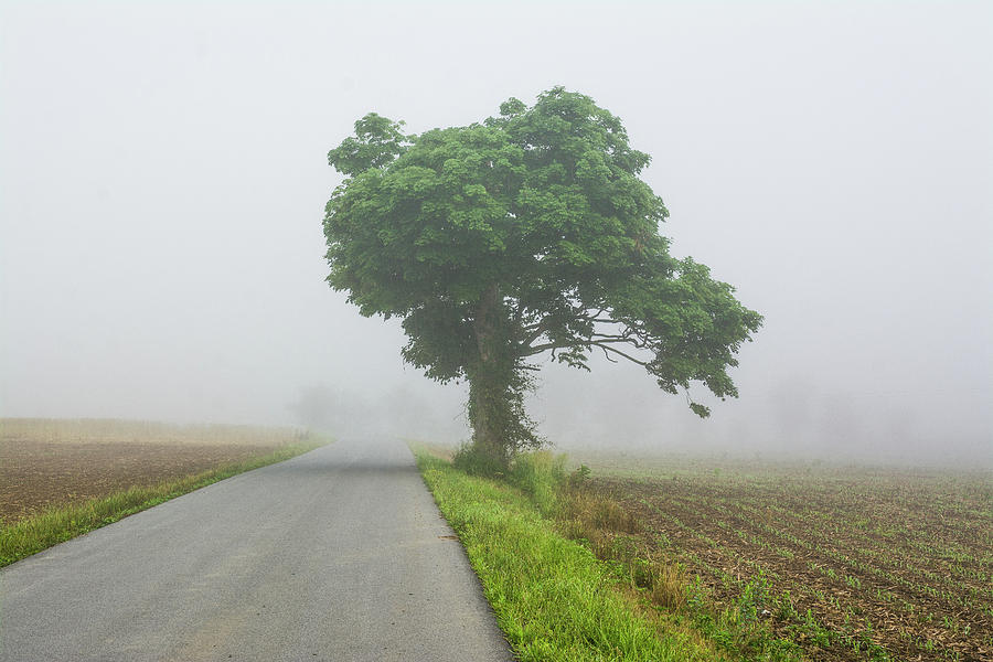 Foggy Roadside Tree Landscape Photograph by Dathan Hylton - Fine Art ...