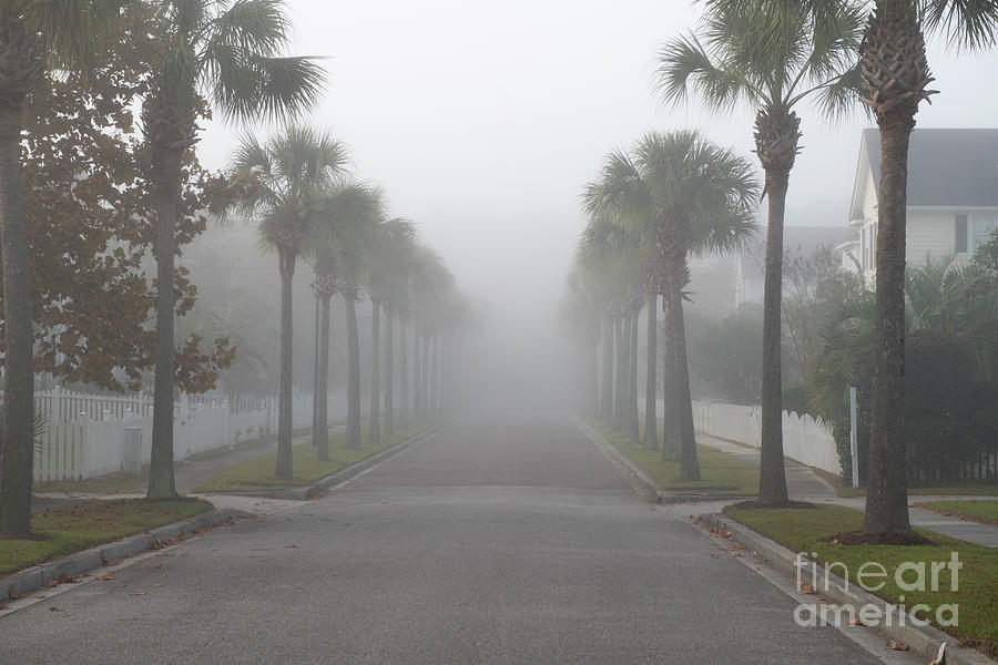 Foggy Row of Palms Photograph by Dale Powell