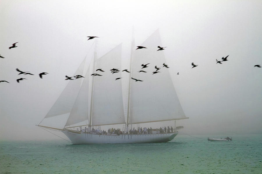 Foggy Schooner with Birds Photograph by Bonnie Follett