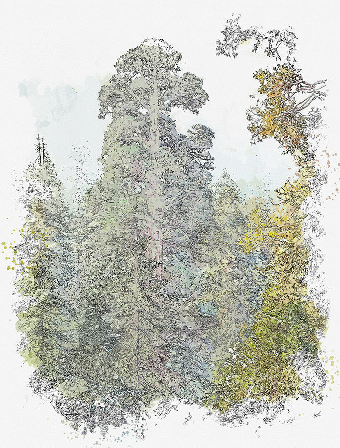 Foggy Sequoia Forest Painting by Celestial Images