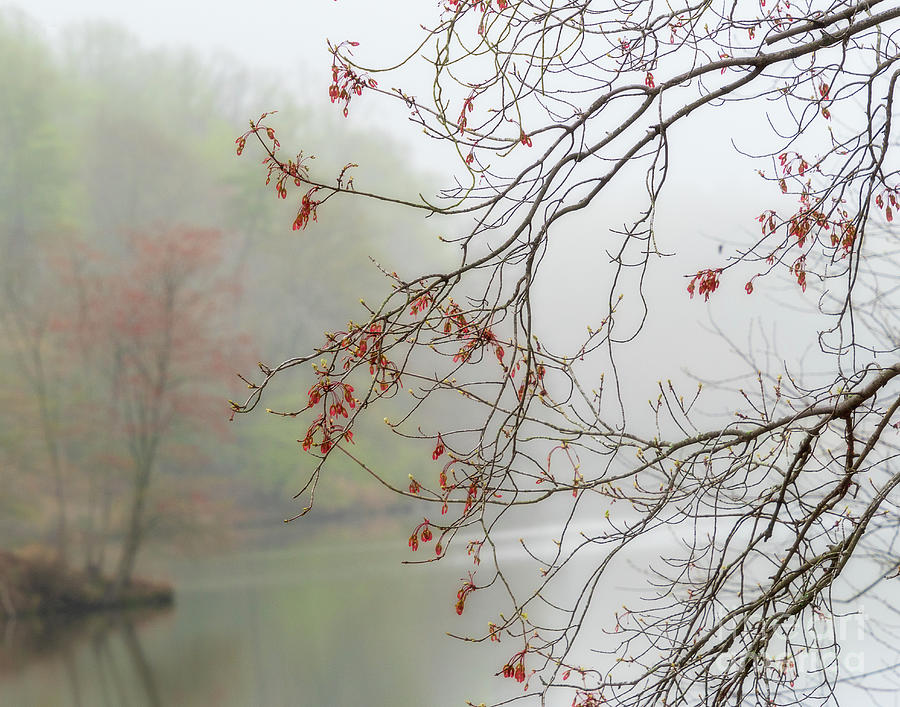 Spring Photograph - Foggy spring has sprung by Izet Kapetanovic