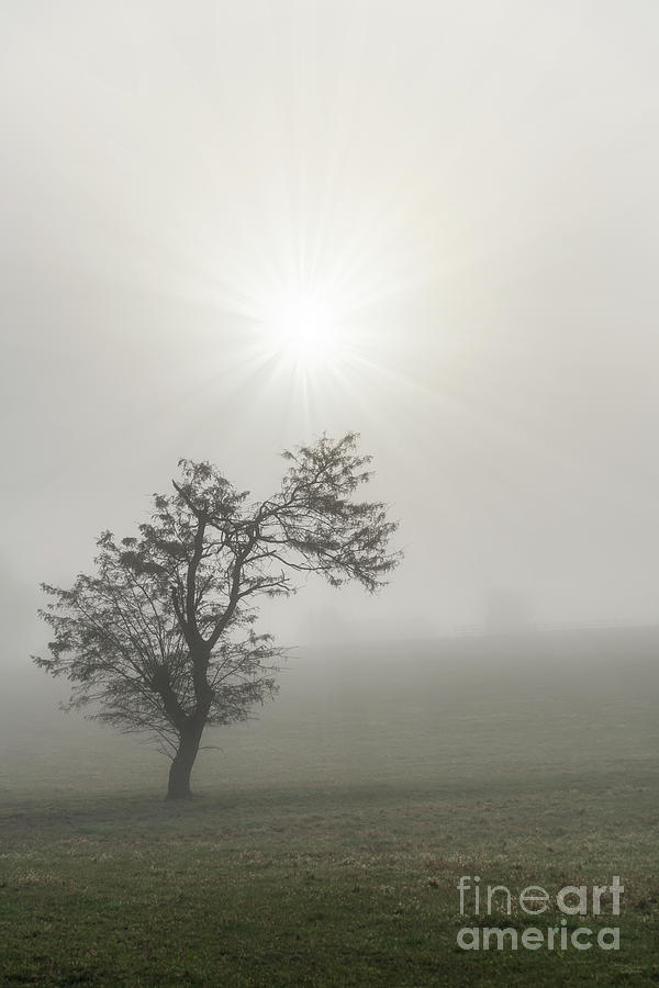 Foggy Starburst Tree Photograph by Jennifer White