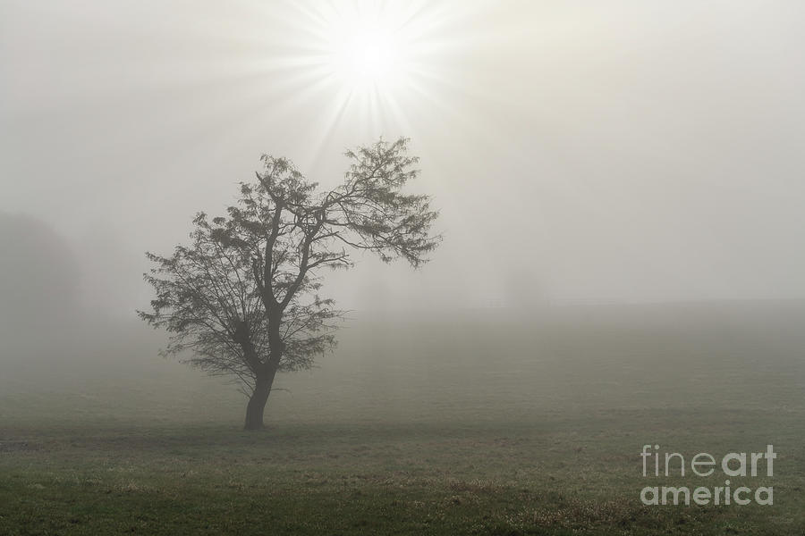 Foggy Starburst Tree Landscape Photograph by Jennifer White
