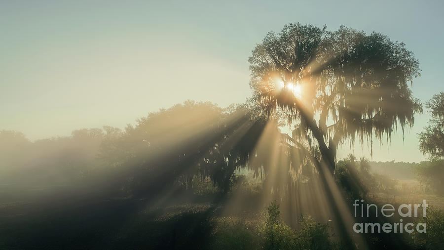 Foggy Sun Rays in Myakka City, Florida Photograph by Liesl Walsh