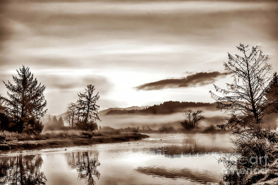 Tree Photograph - Foggy Sunrise - Sepia by Jack Andreasen