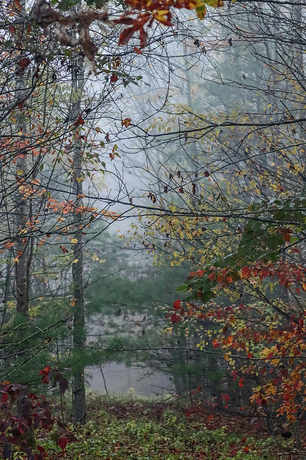 Fall Photograph - Foggy Trail by Andrew Plyler