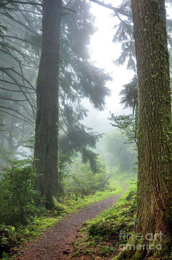 Foggy Trail Photograph by Jack Andreasen - Fine Art America