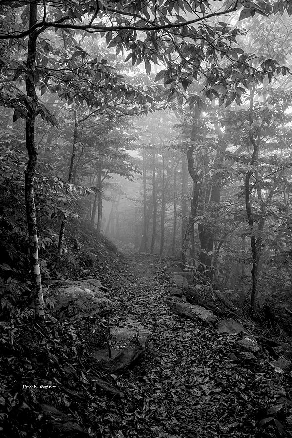 Foggy Trail Photograph by Dale R Carlson